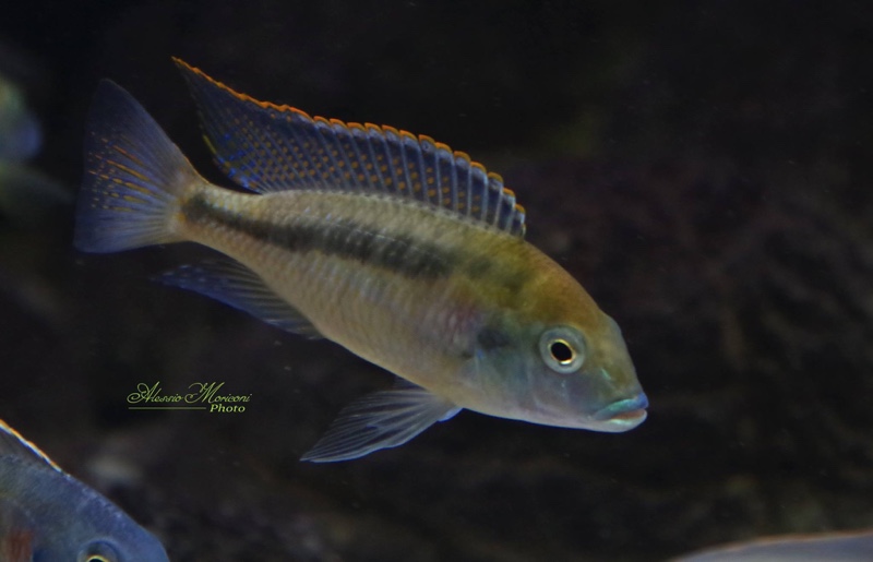 Mylochromis plagiotaenia 'Mvunguti'